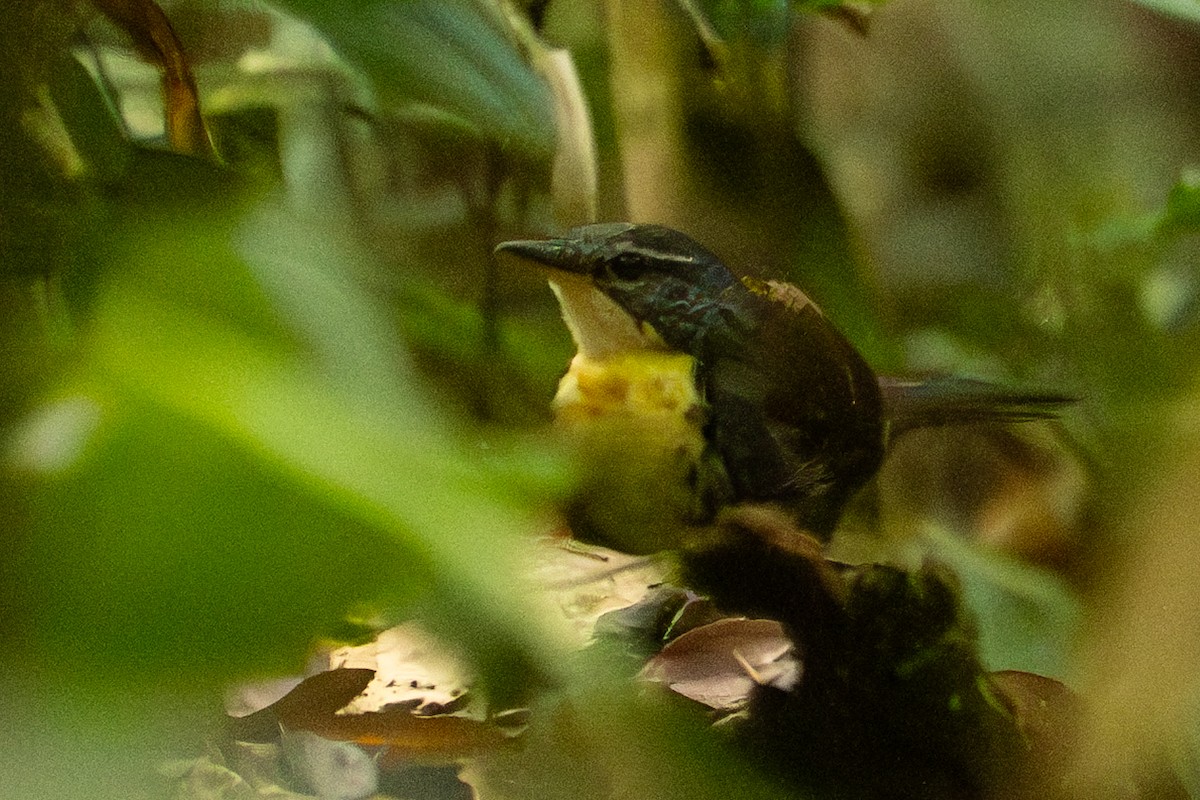 Rusty-belted Tapaculo - ML646007241