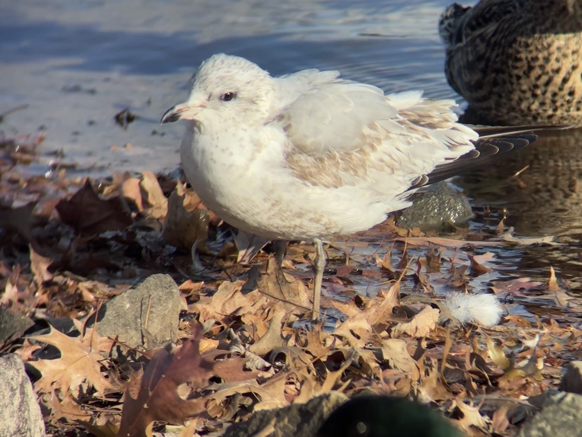 שחף עקוד-מקור - ML646007242