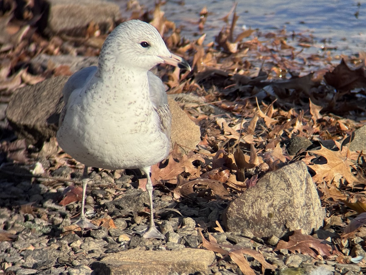 שחף עקוד-מקור - ML646007243