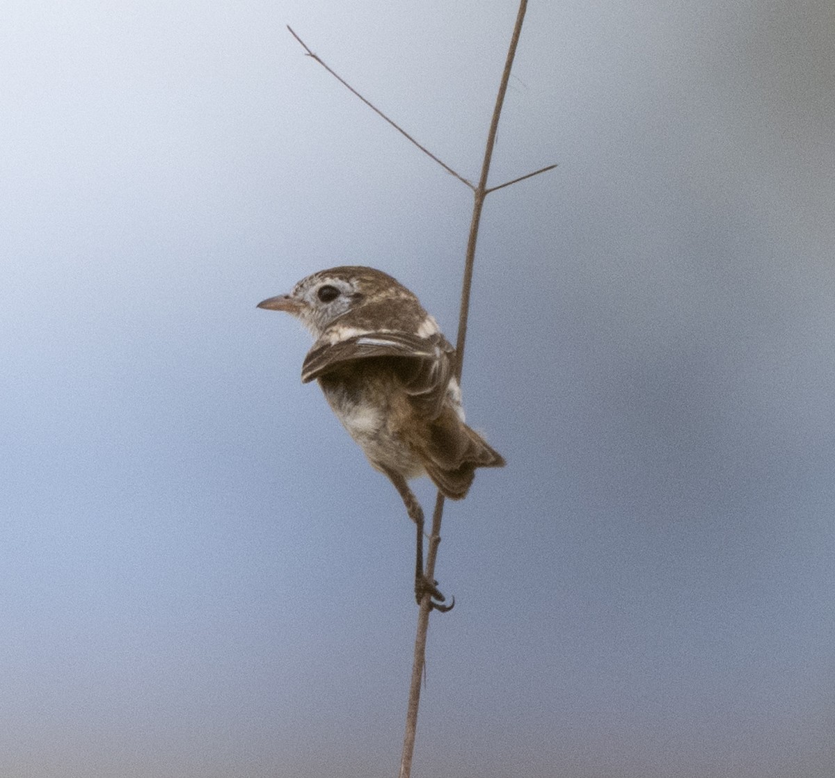 Cock-tailed Tyrant - ML646007245