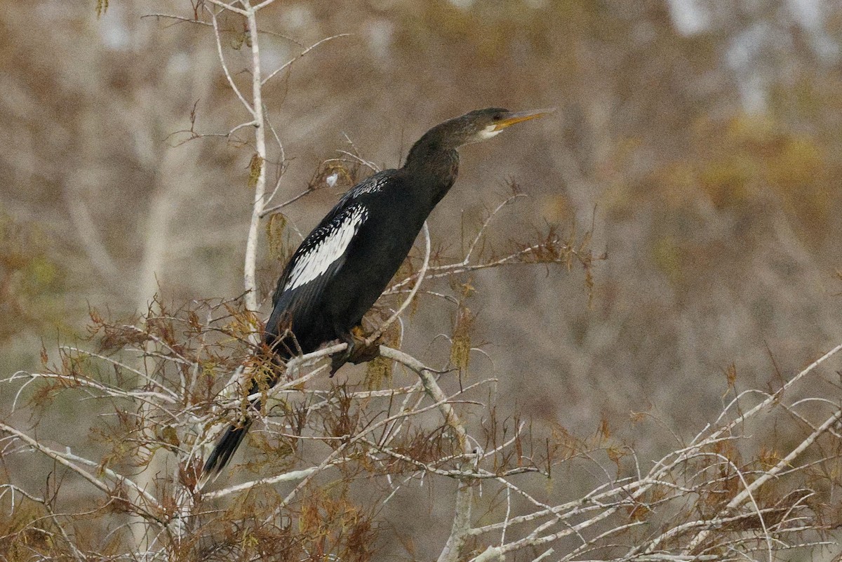 נחשון אמריקני - ML646007250