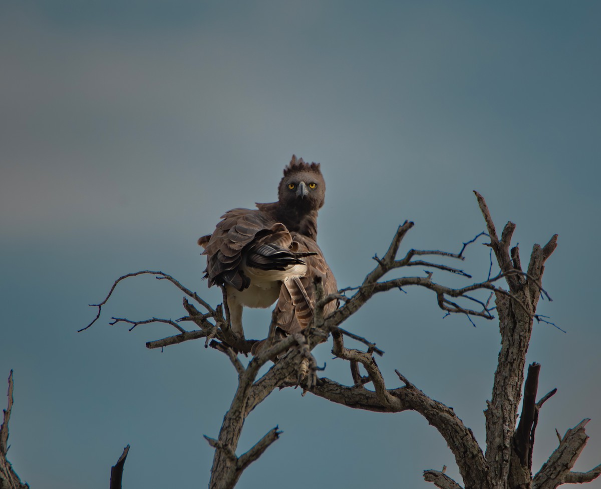 Brown Snake-Eagle - ML646007251