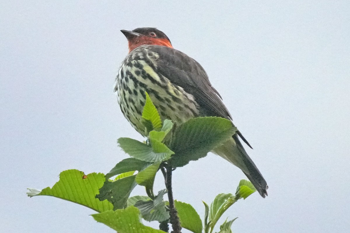 Chestnut-crested Cotinga - ML646007252