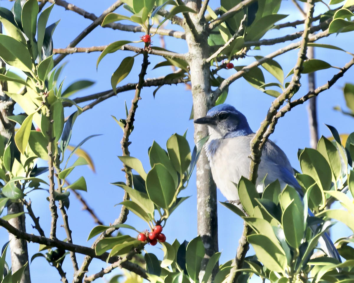 California Scrub-Jay - ML646007253