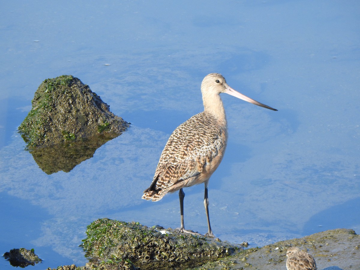 Marbled Godwit - ML646007260