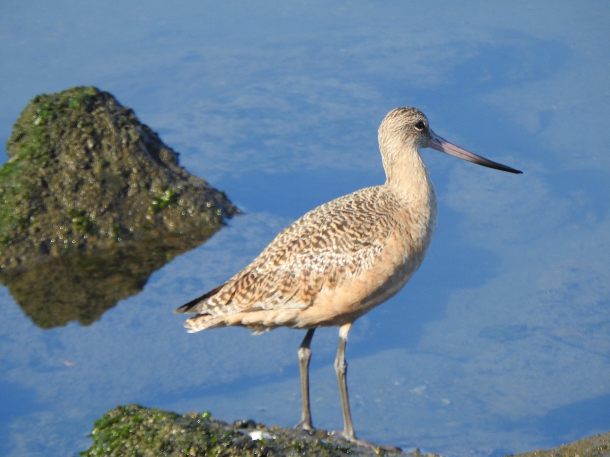 Marbled Godwit - ML646007261