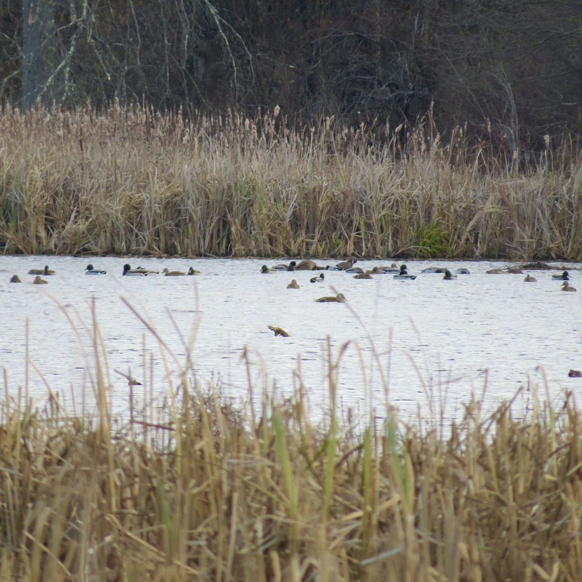 ברכיה - ML646007262