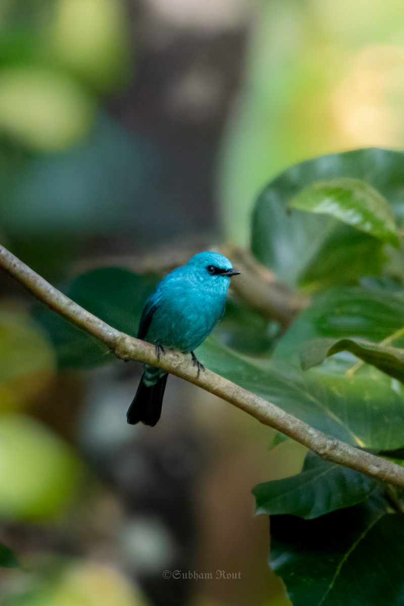 Verditer Flycatcher - ML646007263