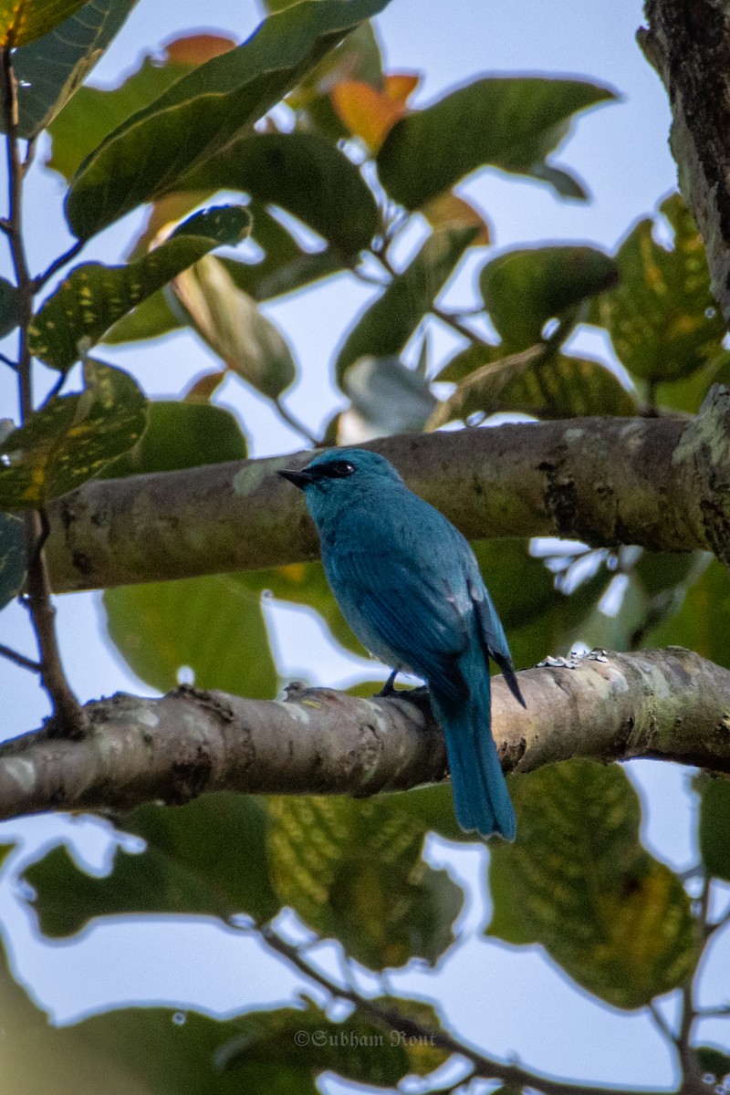 Verditer Flycatcher - ML646007264