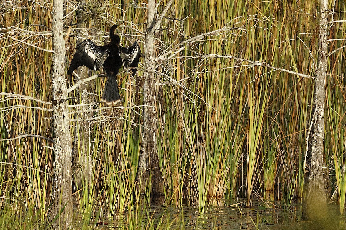 נחשון אמריקני - ML646007265