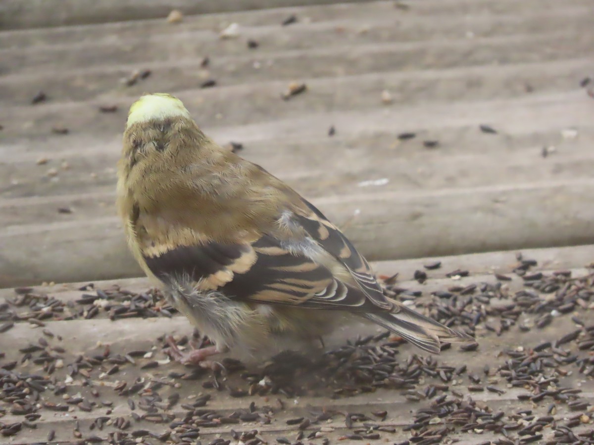 American Goldfinch - ML646007266
