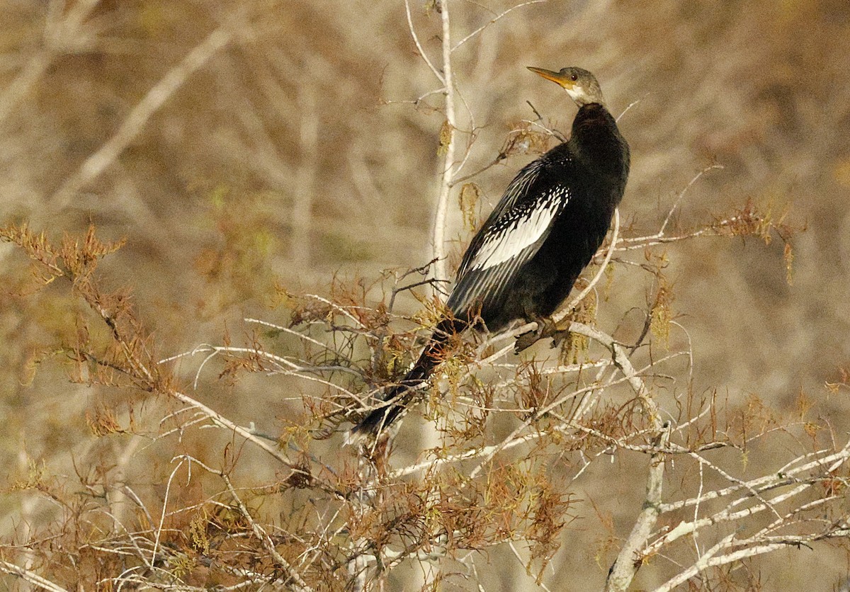 נחשון אמריקני - ML646007267
