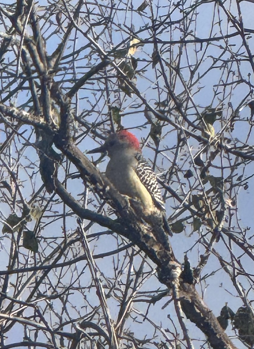 Red-bellied Woodpecker - ML646007268