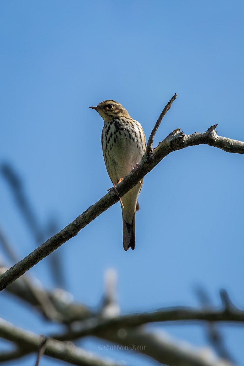 Olive-backed Pipit - ML646007269