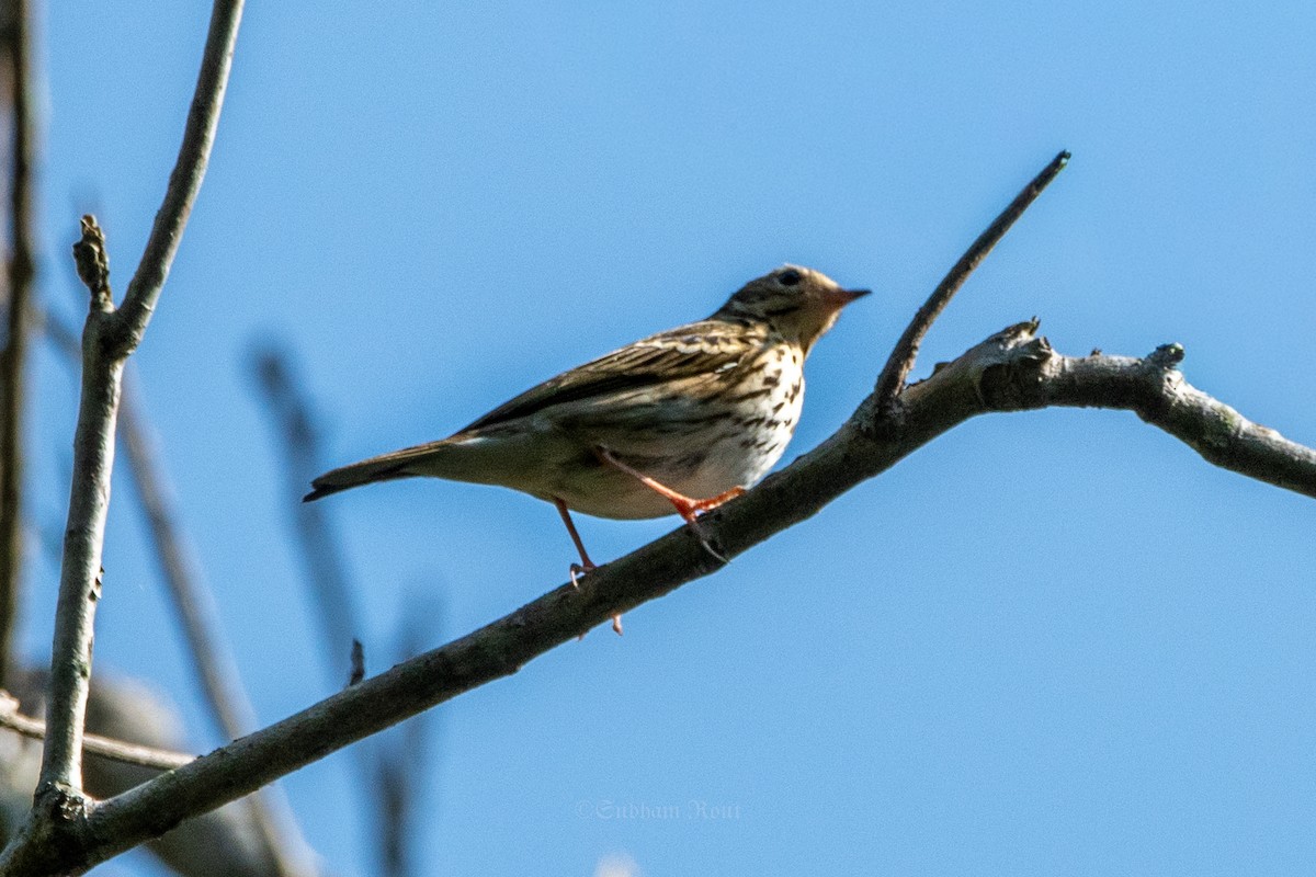 Olive-backed Pipit - ML646007270
