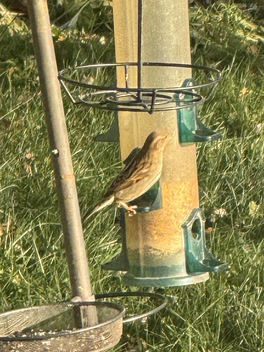 דרור הבית - ML646007271