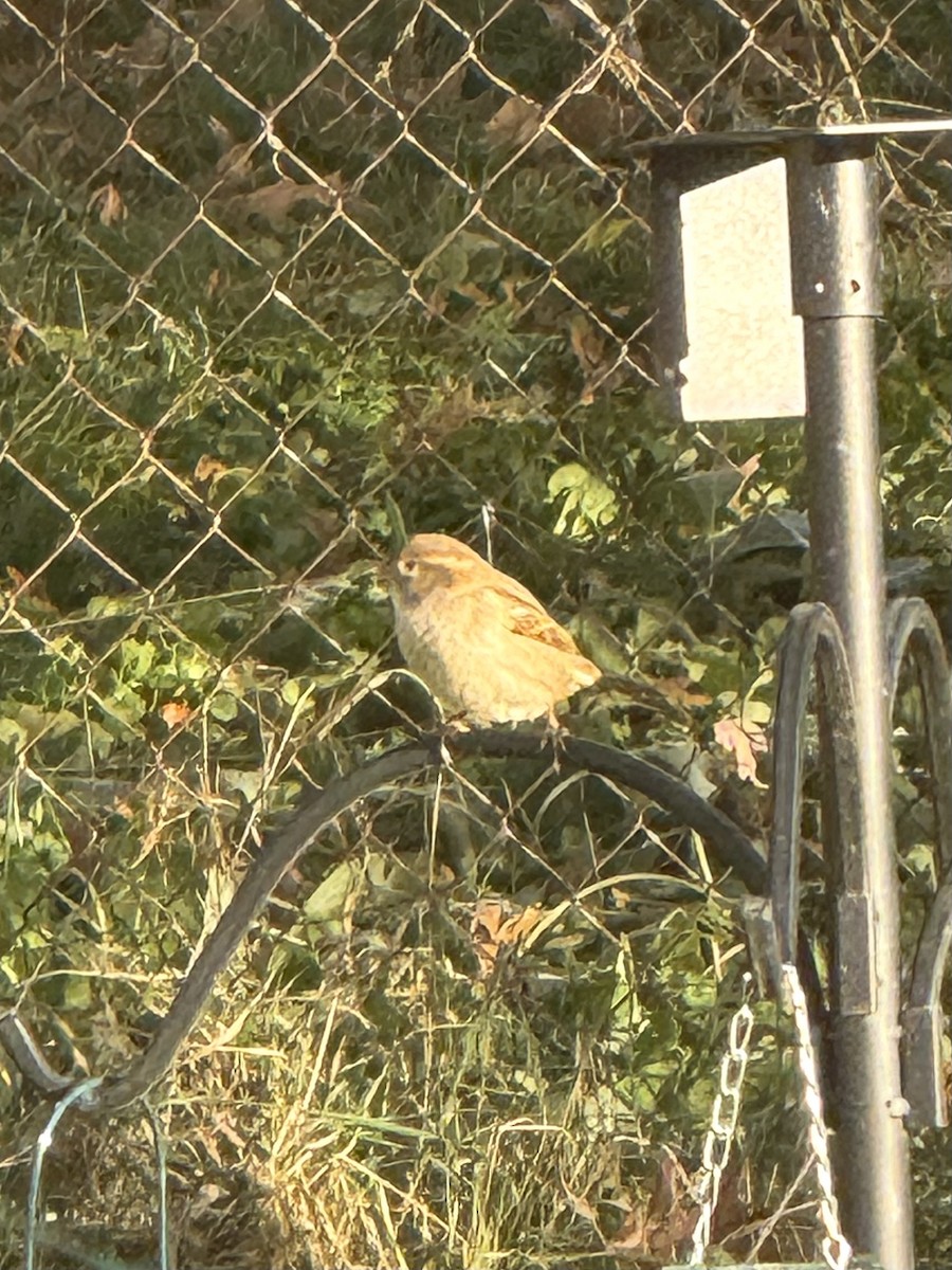 דרור הבית - ML646007272