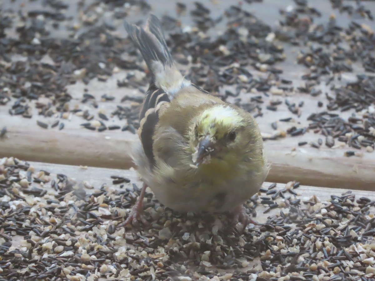American Goldfinch - ML646007273