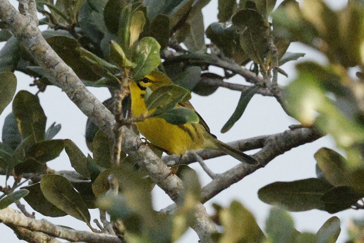 סבכון ערבות - ML646007278