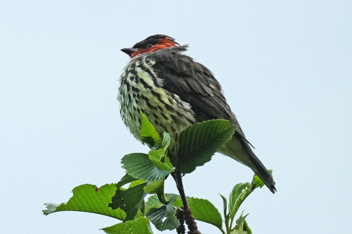 Chestnut-crested Cotinga - ML646007279