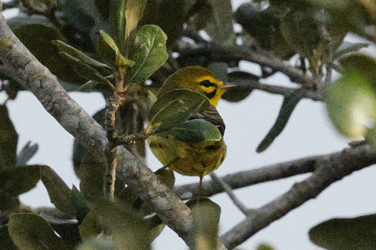 סבכון ערבות - ML646007285