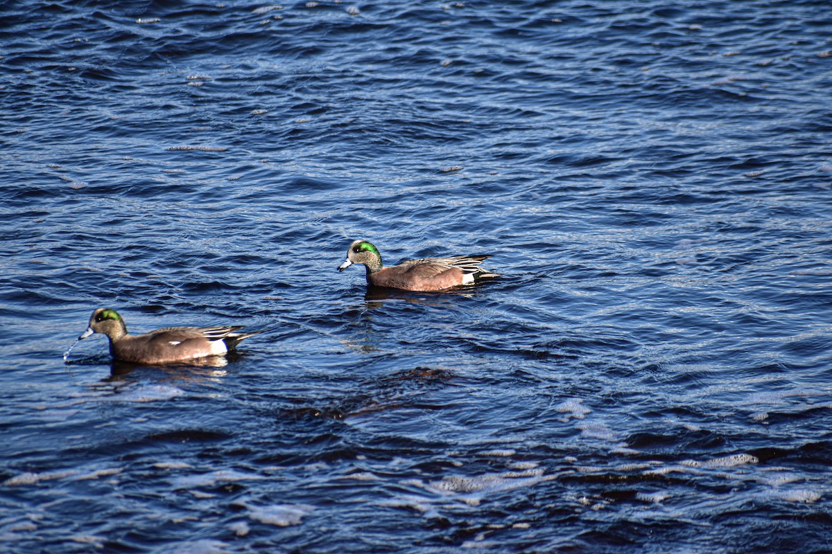 American Wigeon - ML646007286
