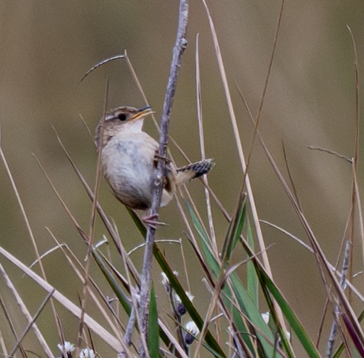 Grass Wren - ML646007287