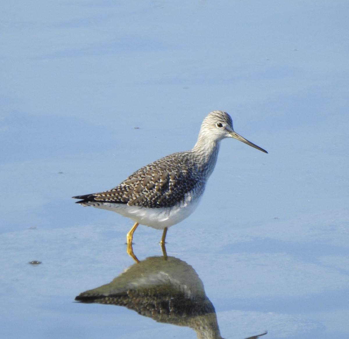 Greater Yellowlegs - ML646007290