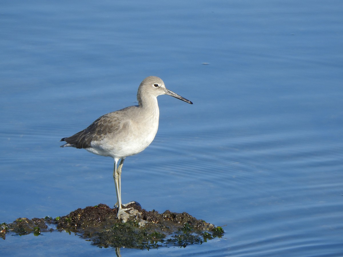 Willet - ML646007291