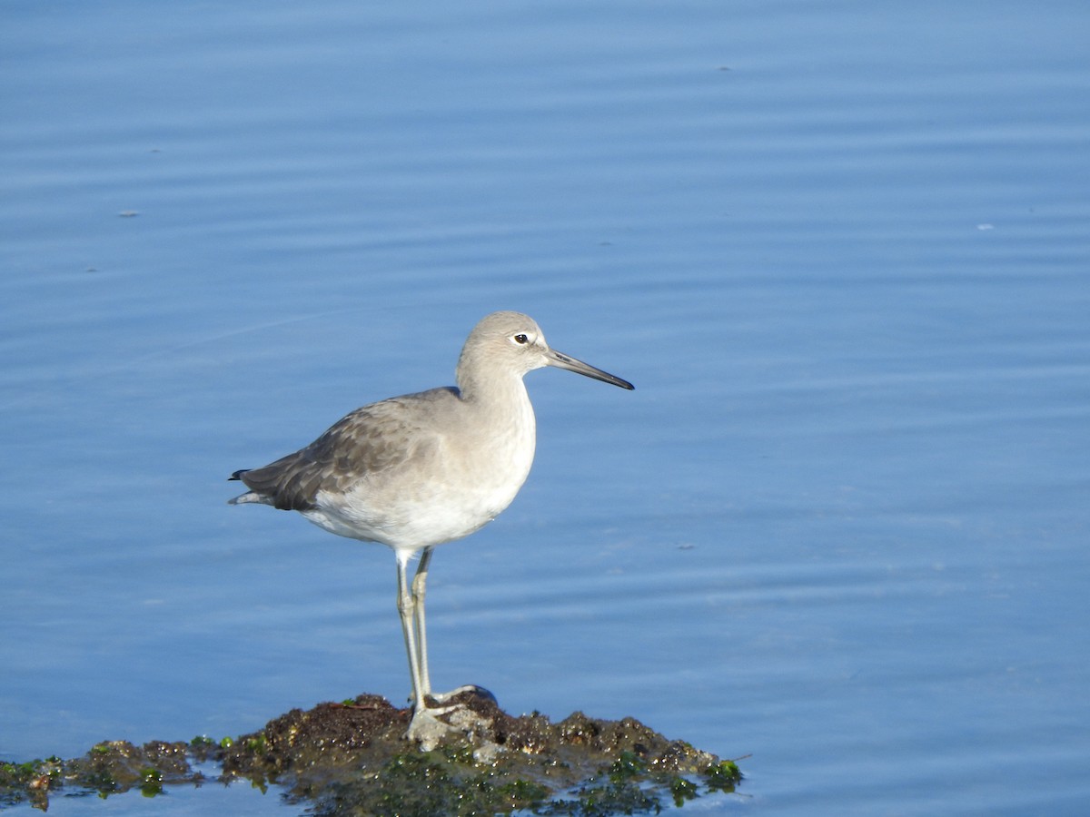 Willet - ML646007292