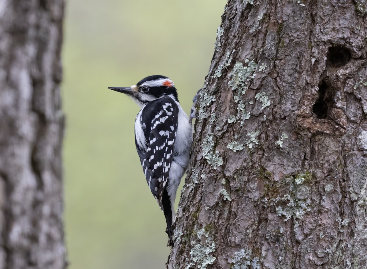 Sert Tüylü Ağaçkakan - ML646007293