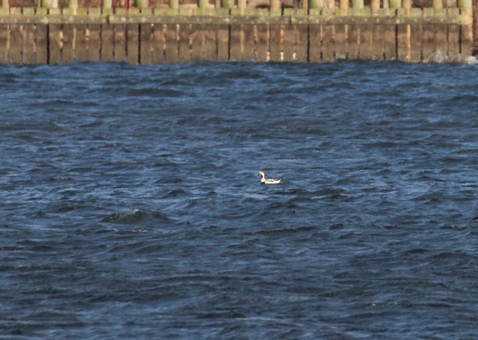Long-tailed Duck - ML646007296
