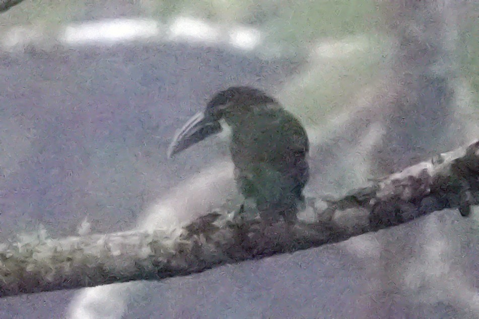 Blue-banded Toucanet - ML646007303