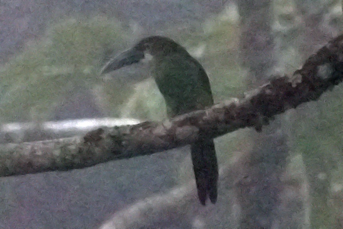 Blue-banded Toucanet - ML646007304