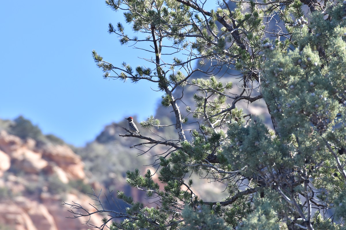 Ladder-backed Woodpecker - ML646007306