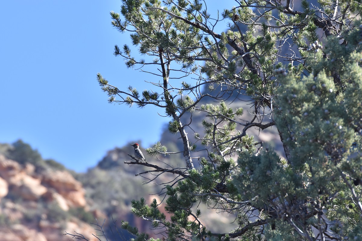 Ladder-backed Woodpecker - ML646007307