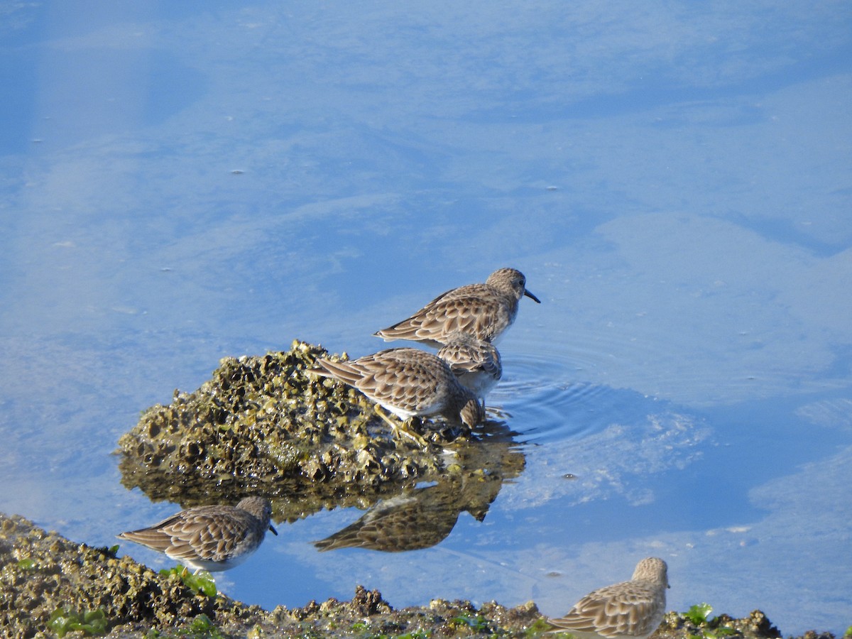 Least Sandpiper - ML646007319