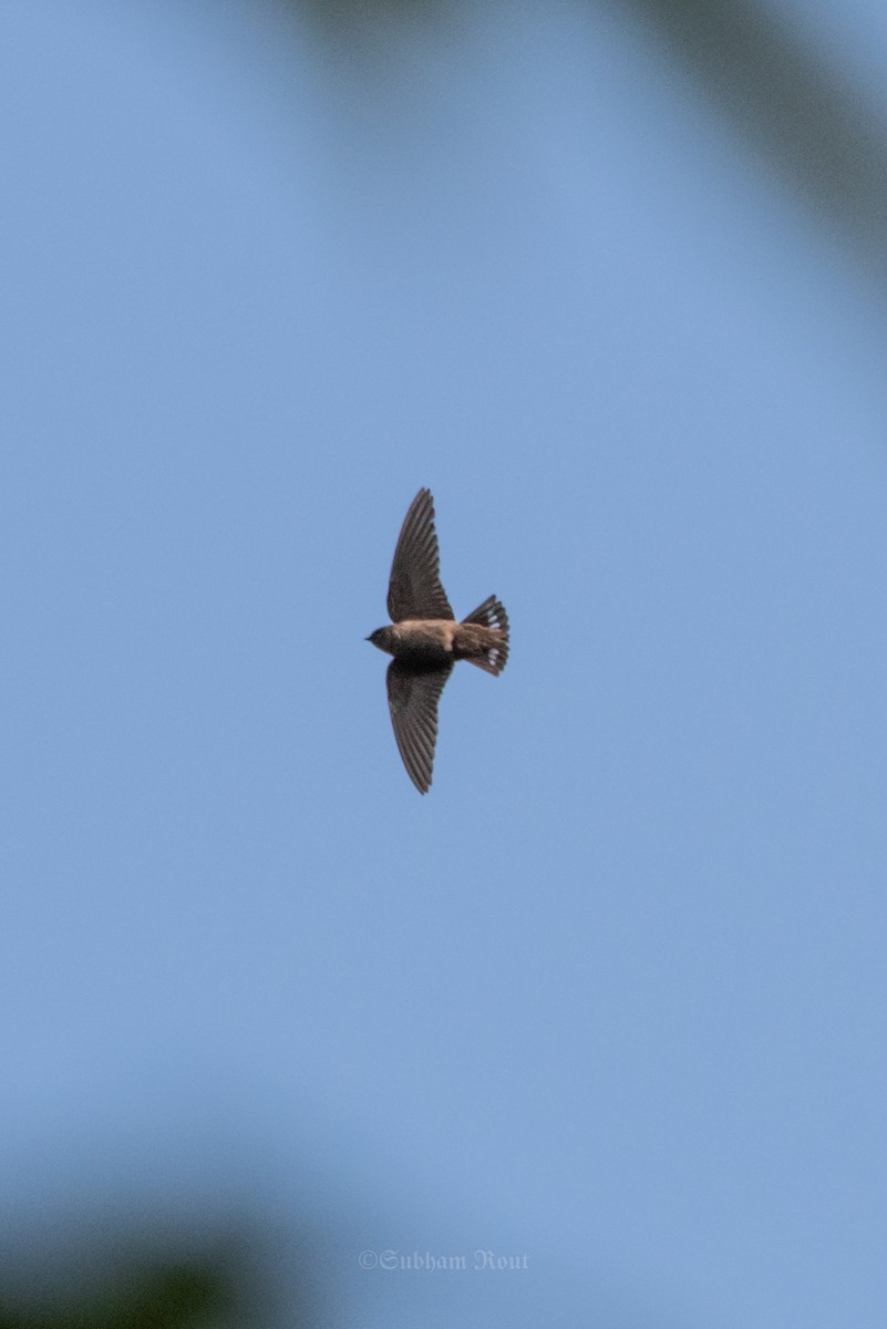 Dusky Crag-Martin - ML646007325