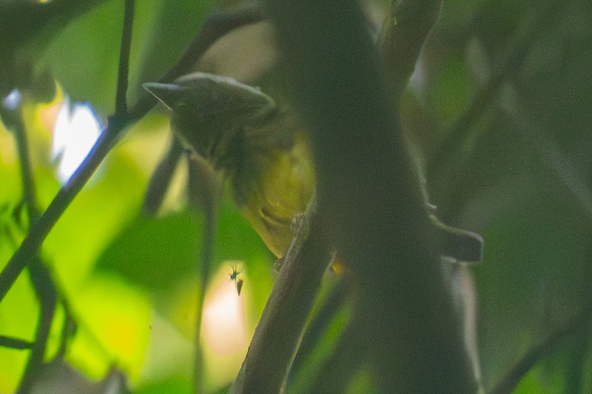 Snow-capped Manakin - ML646007342