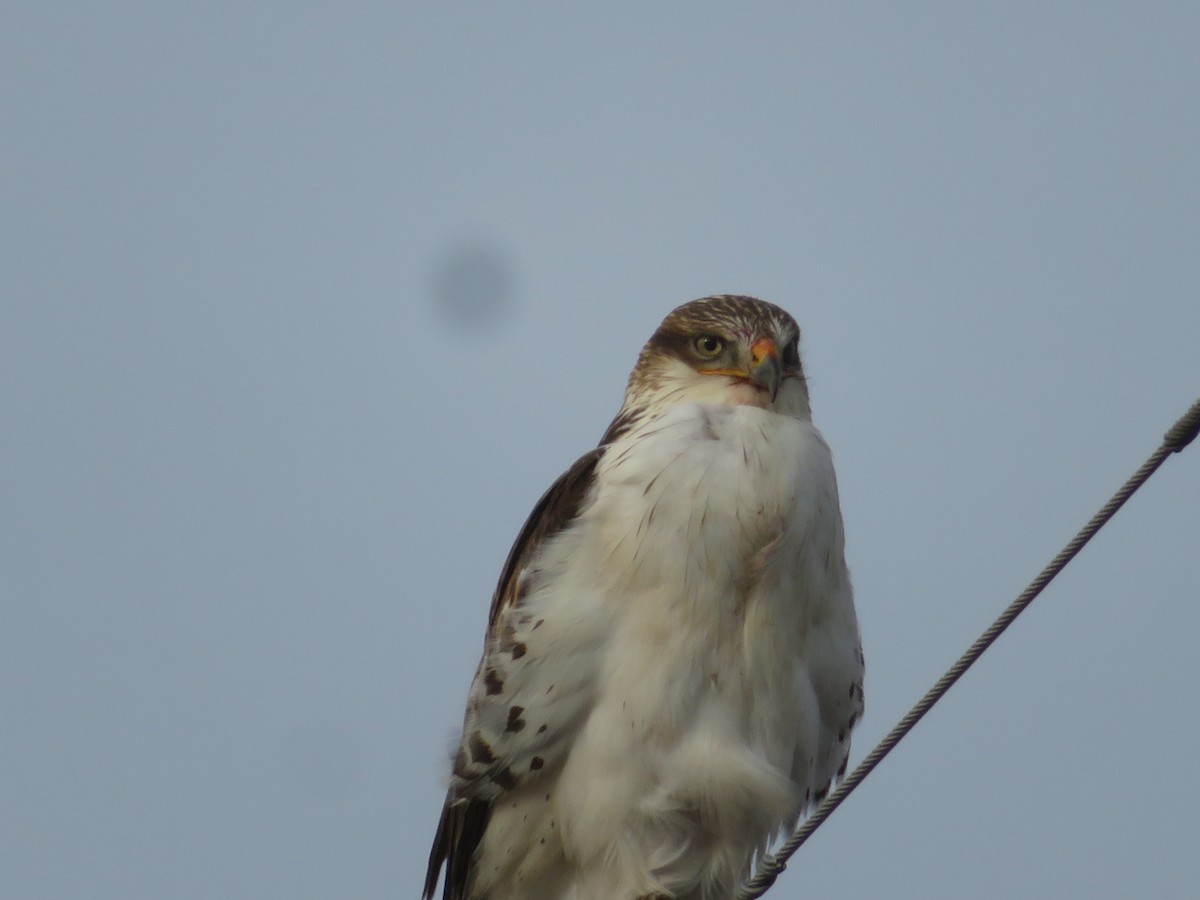Ferruginous Hawk - ML646007353