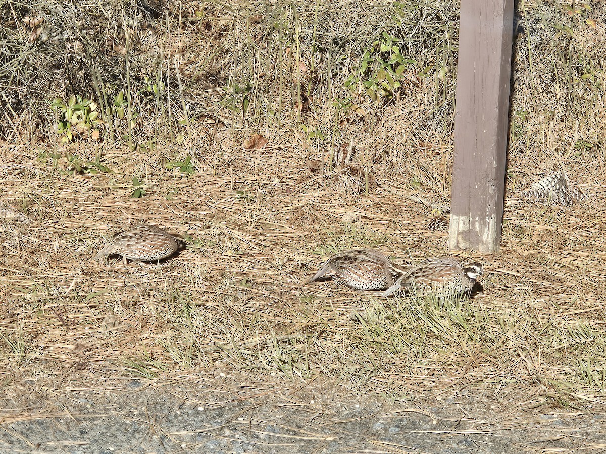 Northern Bobwhite - ML646007355