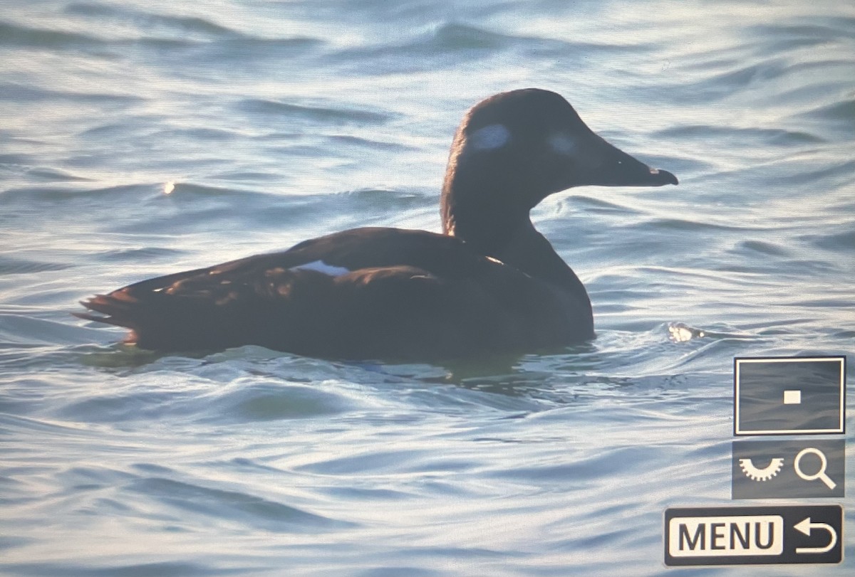 White-winged Scoter - ML646007359