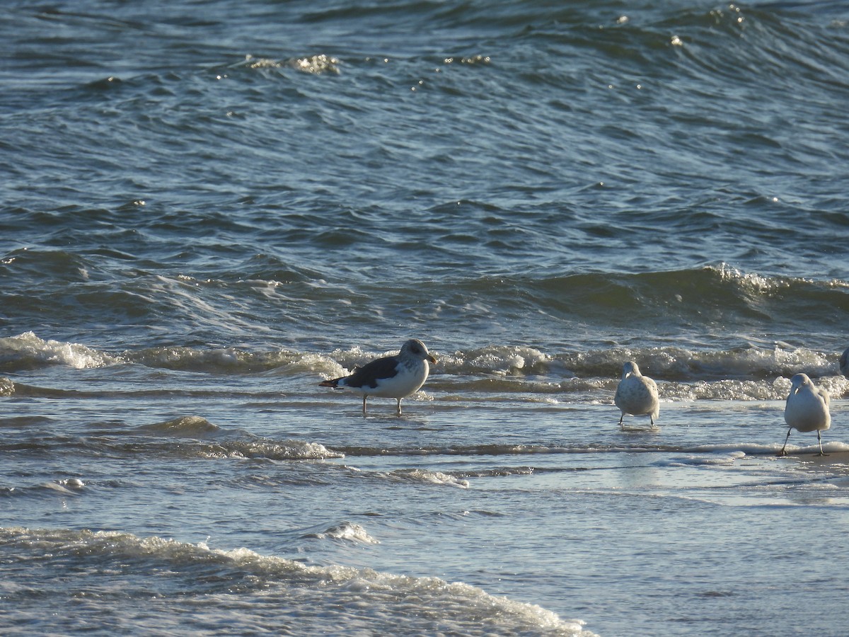 Lesser Black-backed Gull - ML646007361