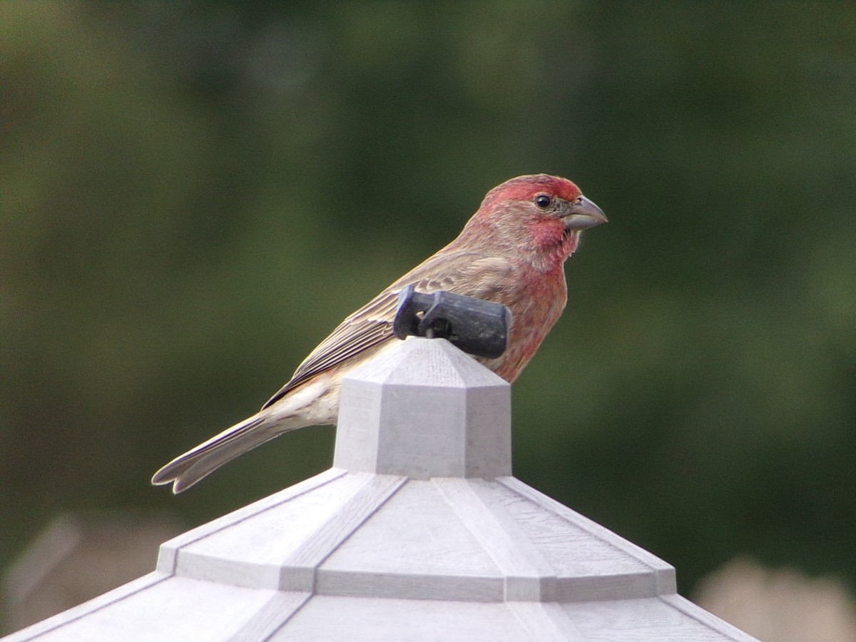 House Finch - ML646007374