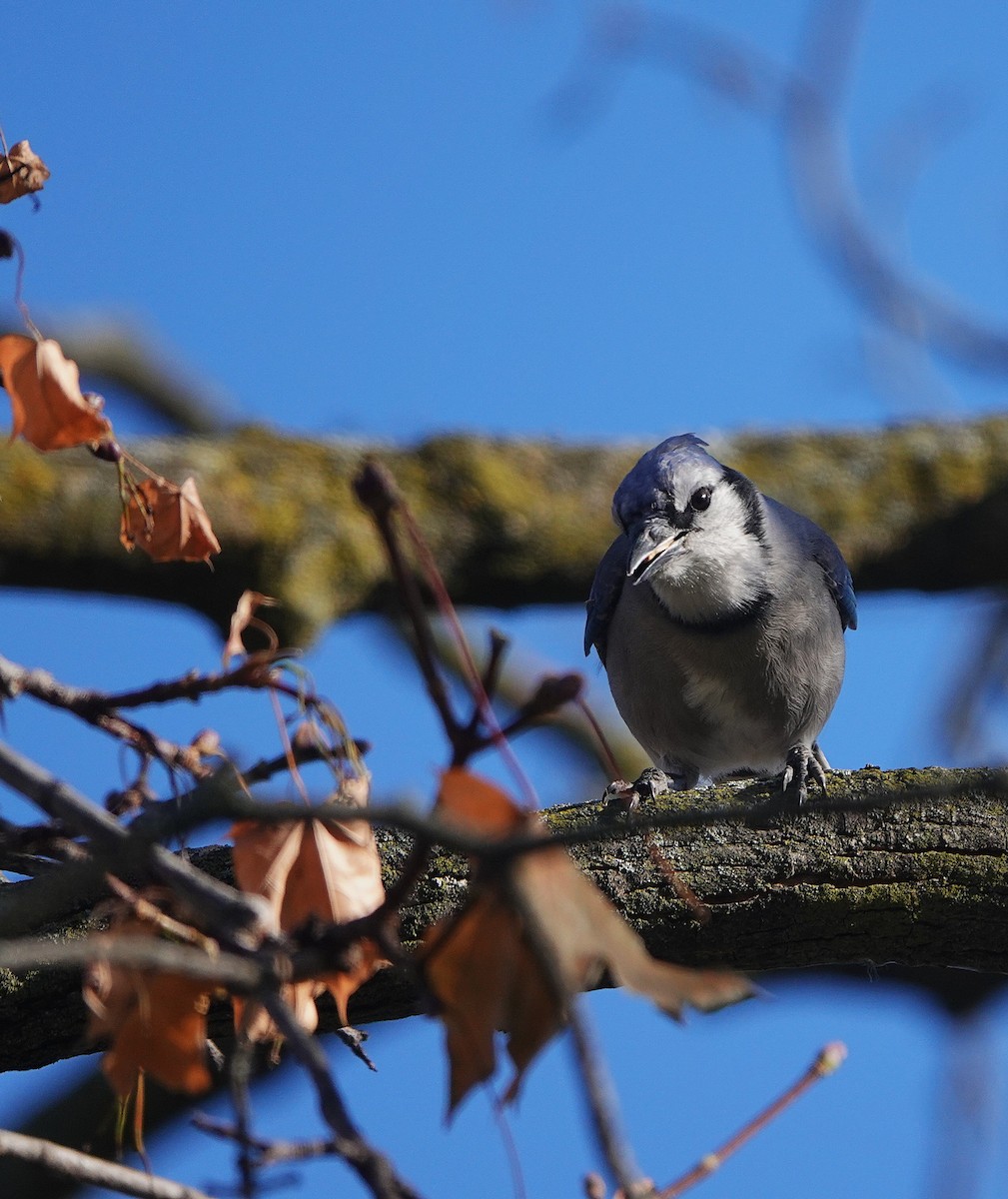 Blue Jay - ML646007377