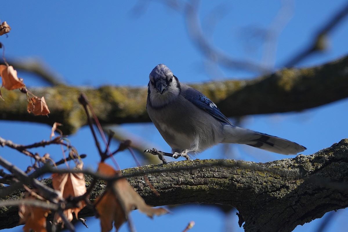 Blue Jay - ML646007378