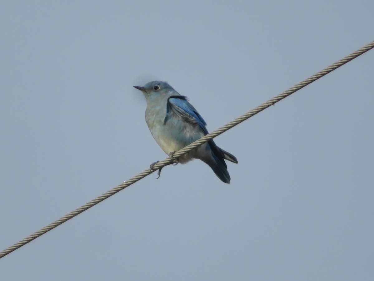 Mountain Bluebird - ML646007382