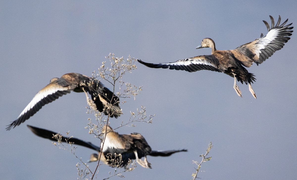Black-bellied Whistling-Duck - ML646007384