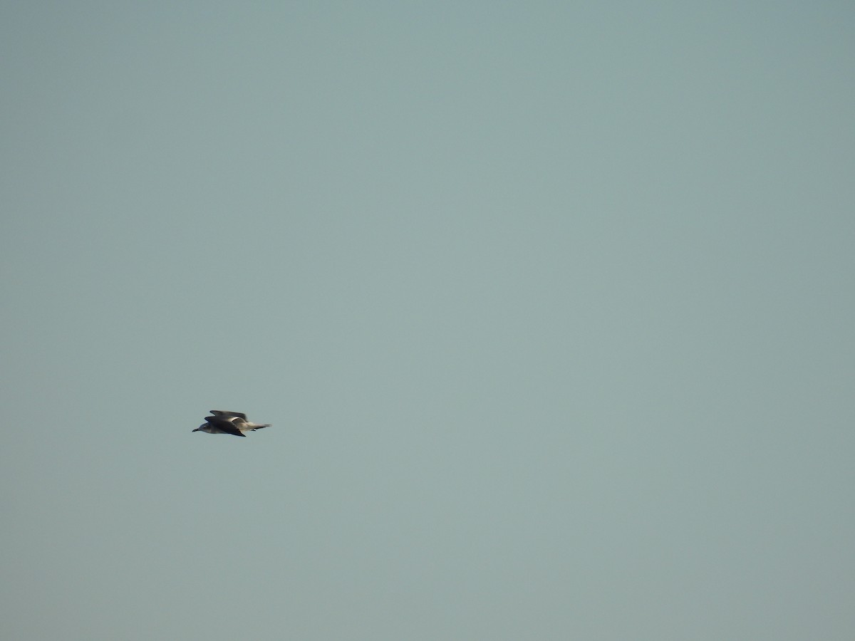 Ацтекская чайка - ML646007385