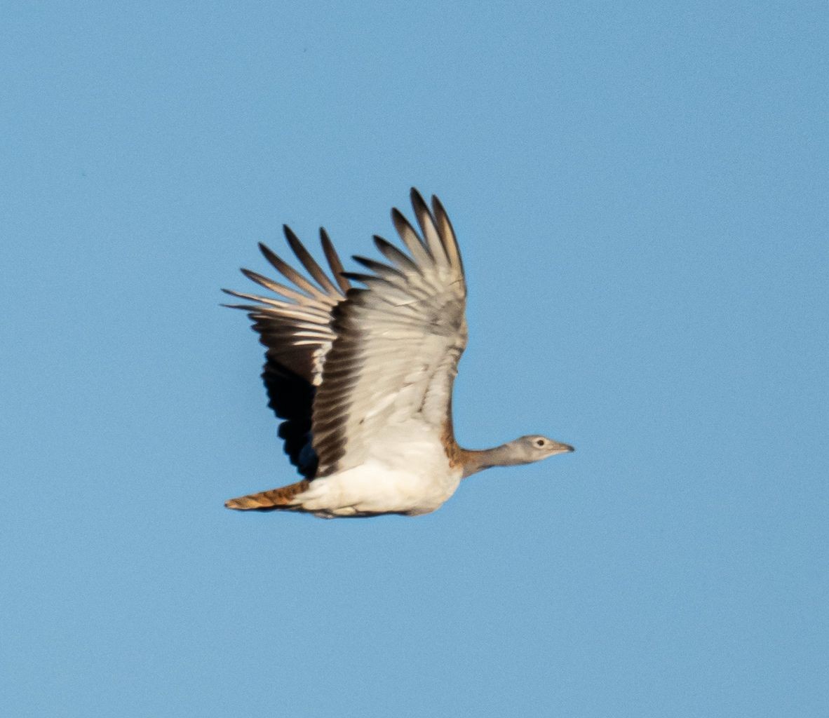 drop velký - ML646007390